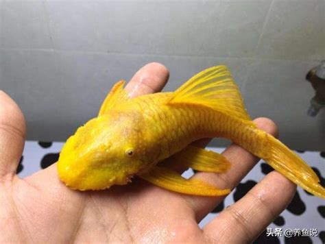 魚缸 清道夫